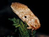 Gastroplakaeis meridionalis